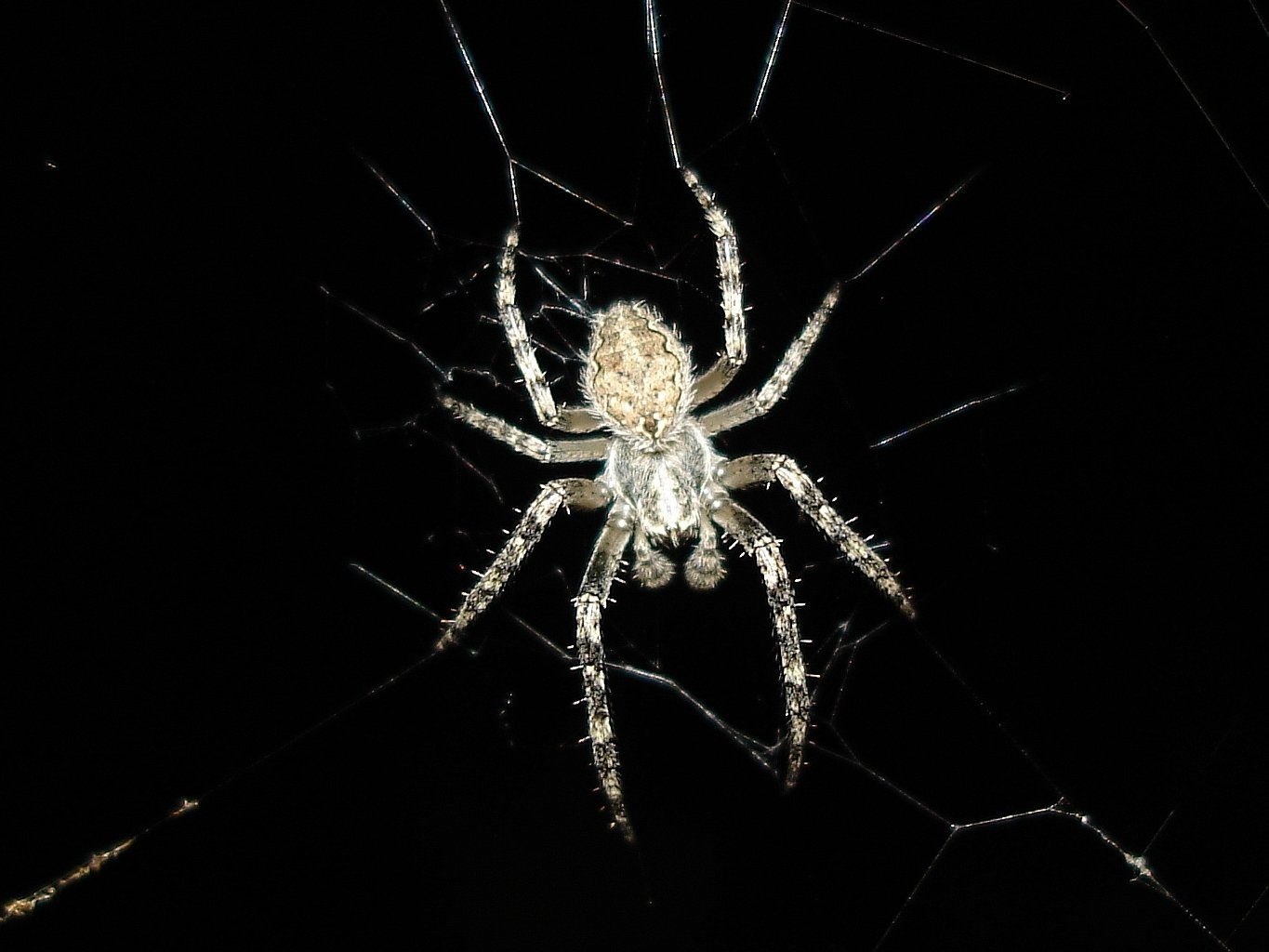 Чернобелый паук фото