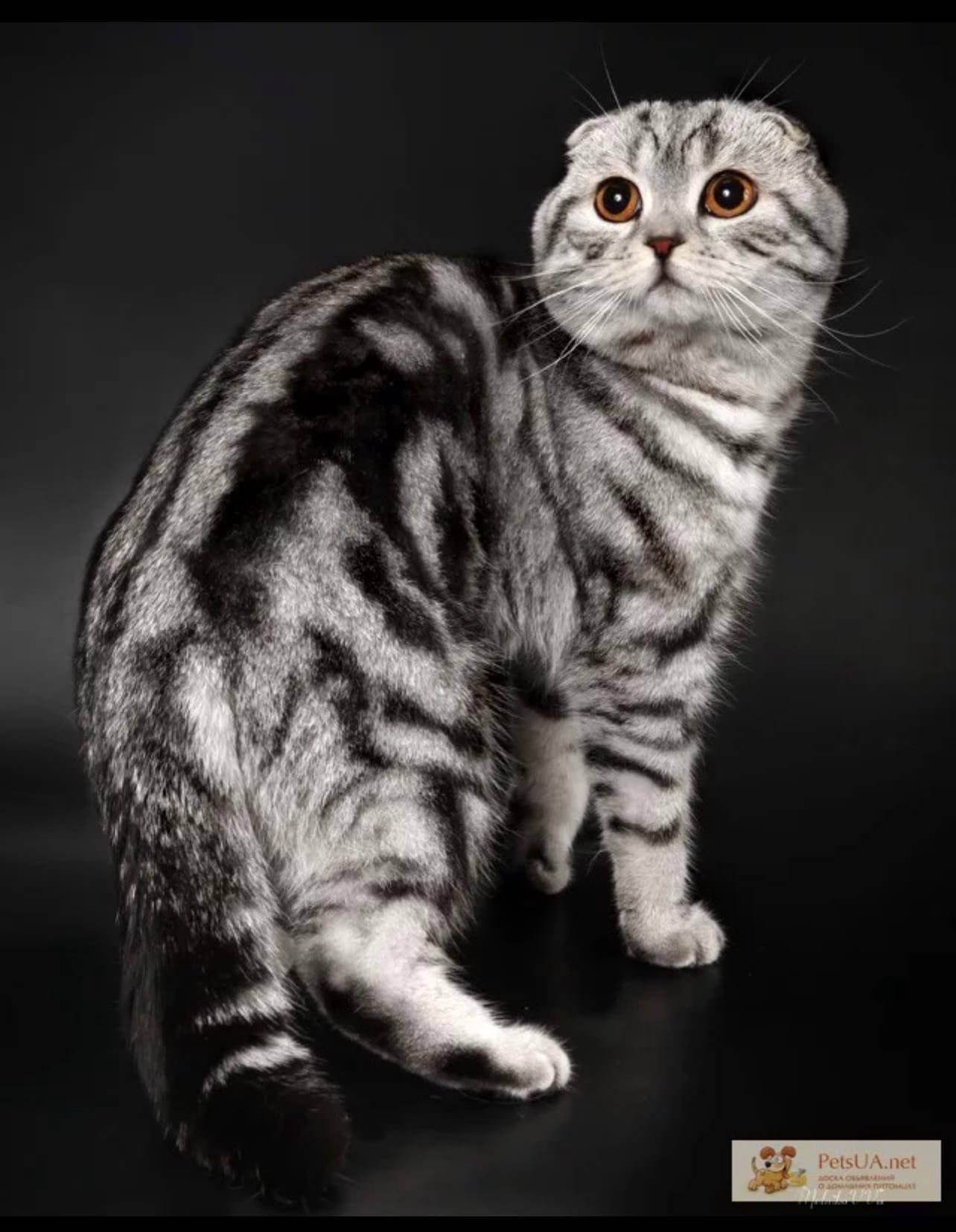 Шотландская порода кошек фотографии