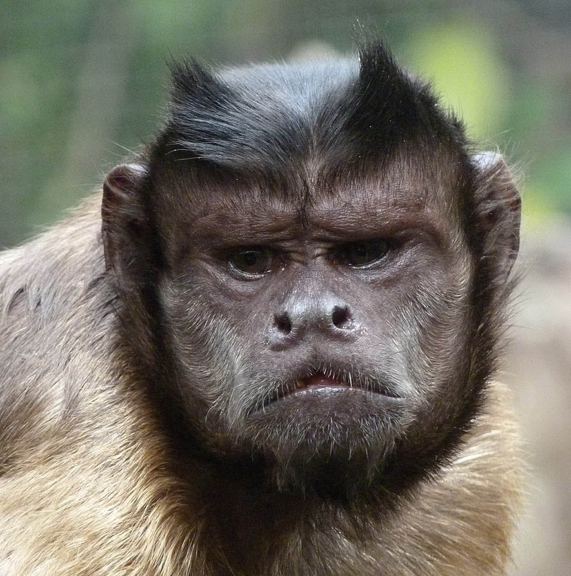 обезьяны виды с фото название породы