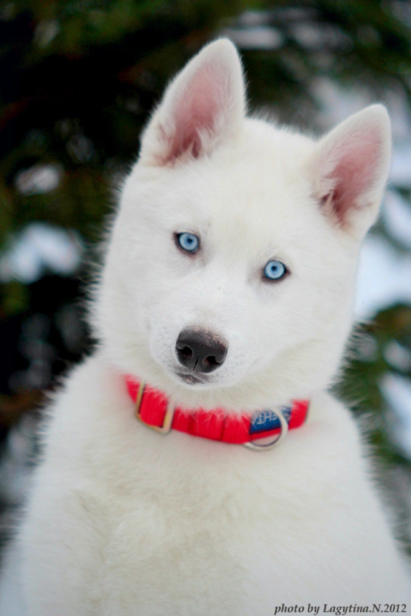 Порода собак с голубыми глазами. Сибирский хаски. Сибирский хаски белоснежный. Сибирский хаски альбинос. Сибирская хаски белая с голубыми.
