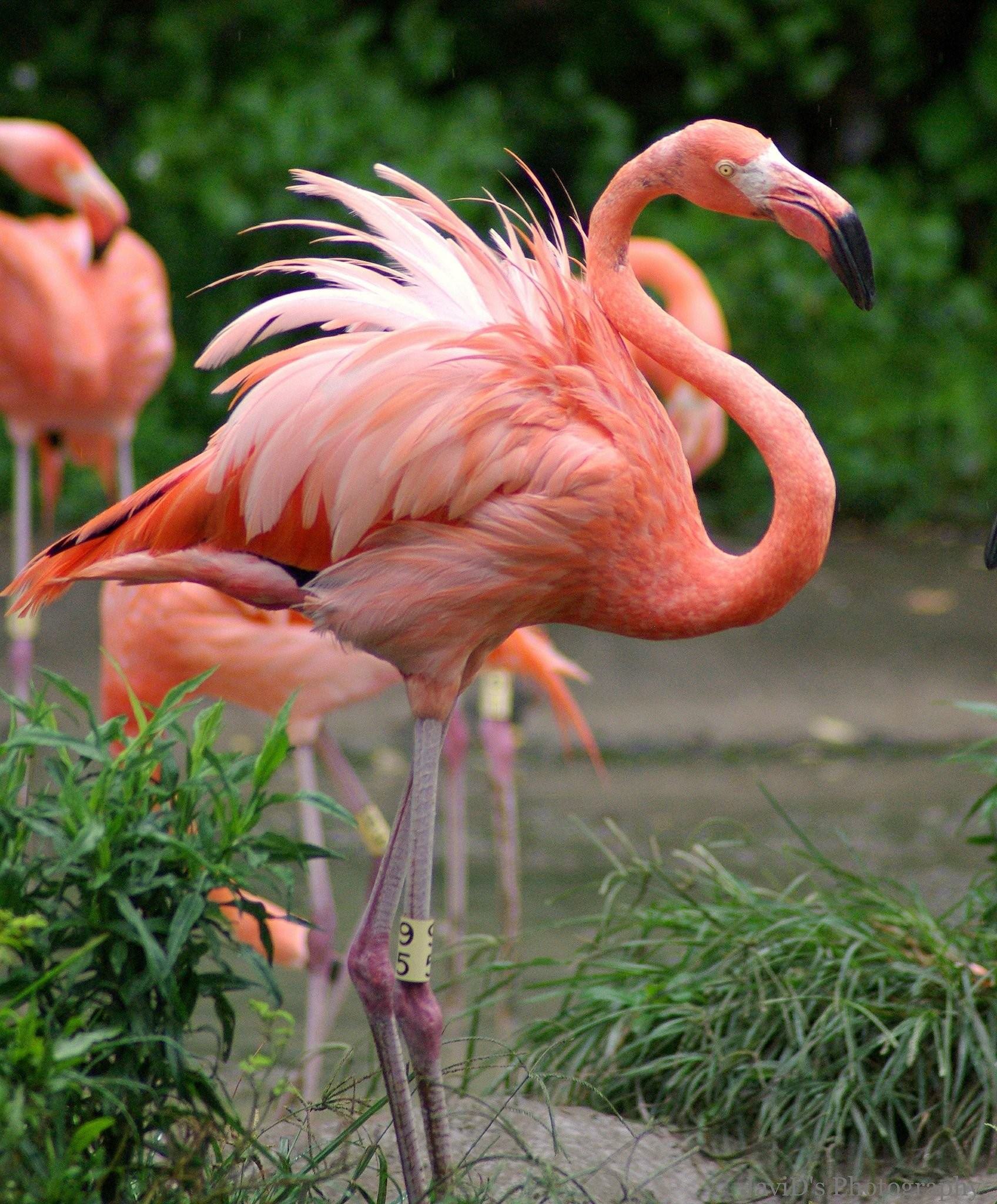Фотографии розового фламинго