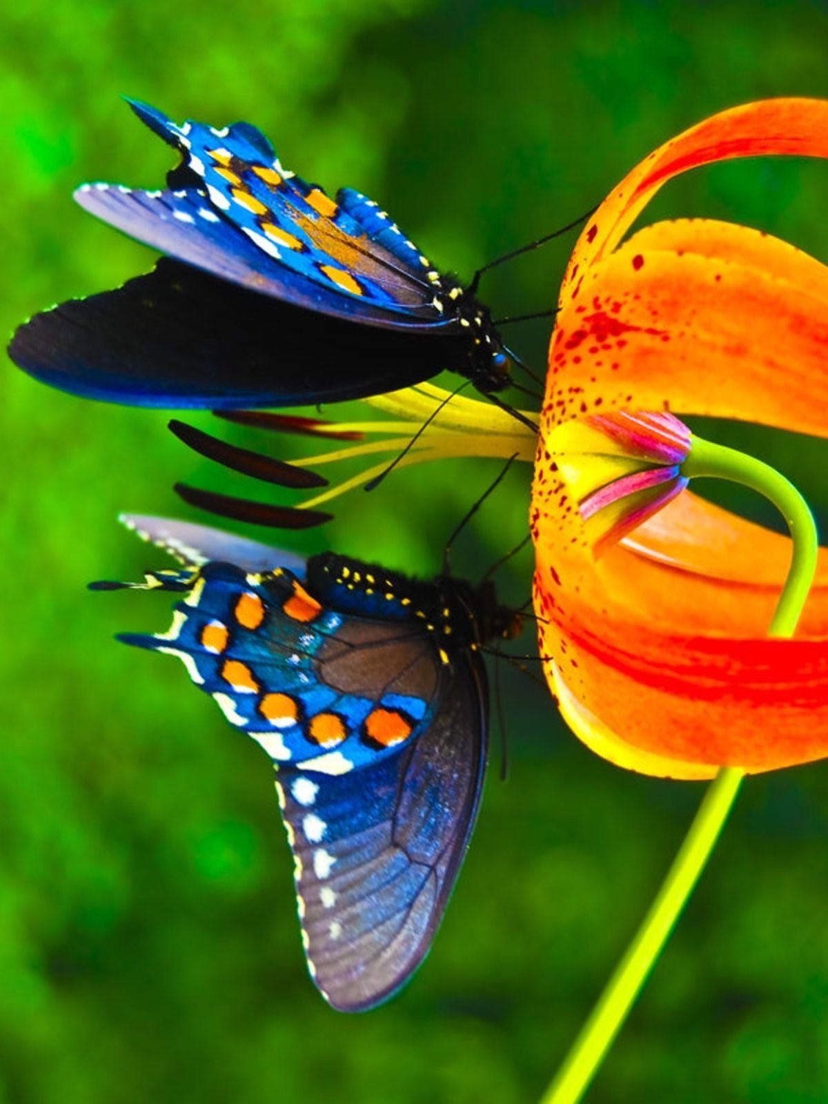 радужные бабочки картинки