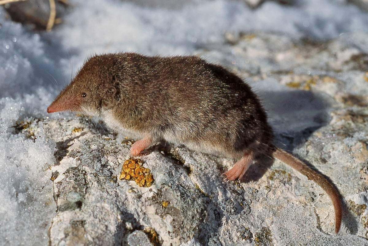 Средняя бурозубка фото