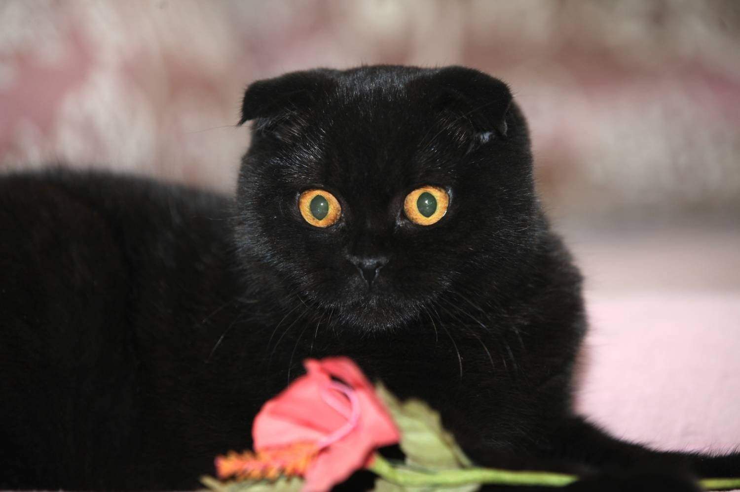 Черно белые котята вислоухие фото