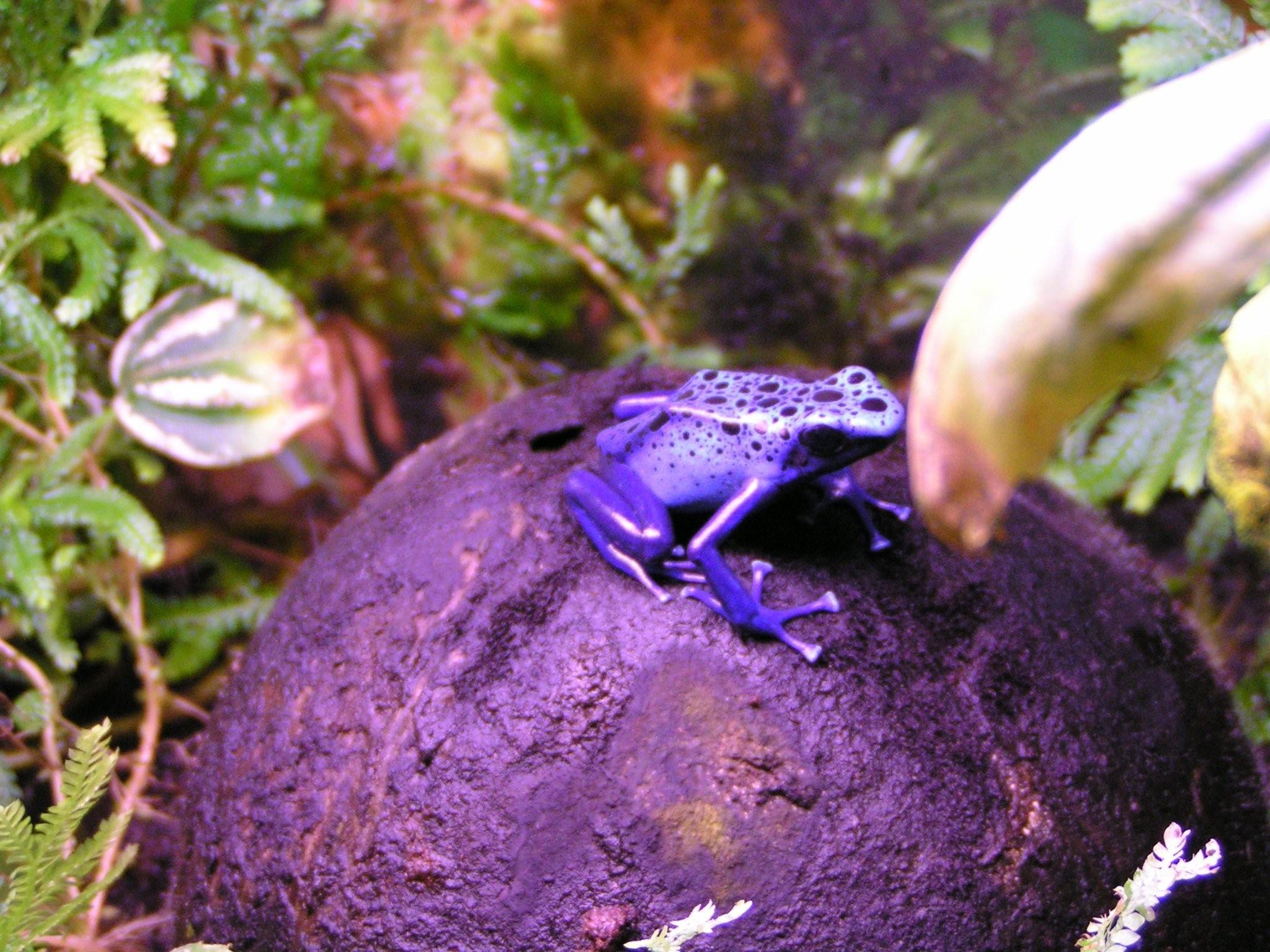 Фиолетовая лягушка. Пурпурная свиноносая лягушка. Лягушка Nasikabatrachus sahyadrensis. Лягушка древолаз фиолетовая. Лягушка ателоп фиолетовый.