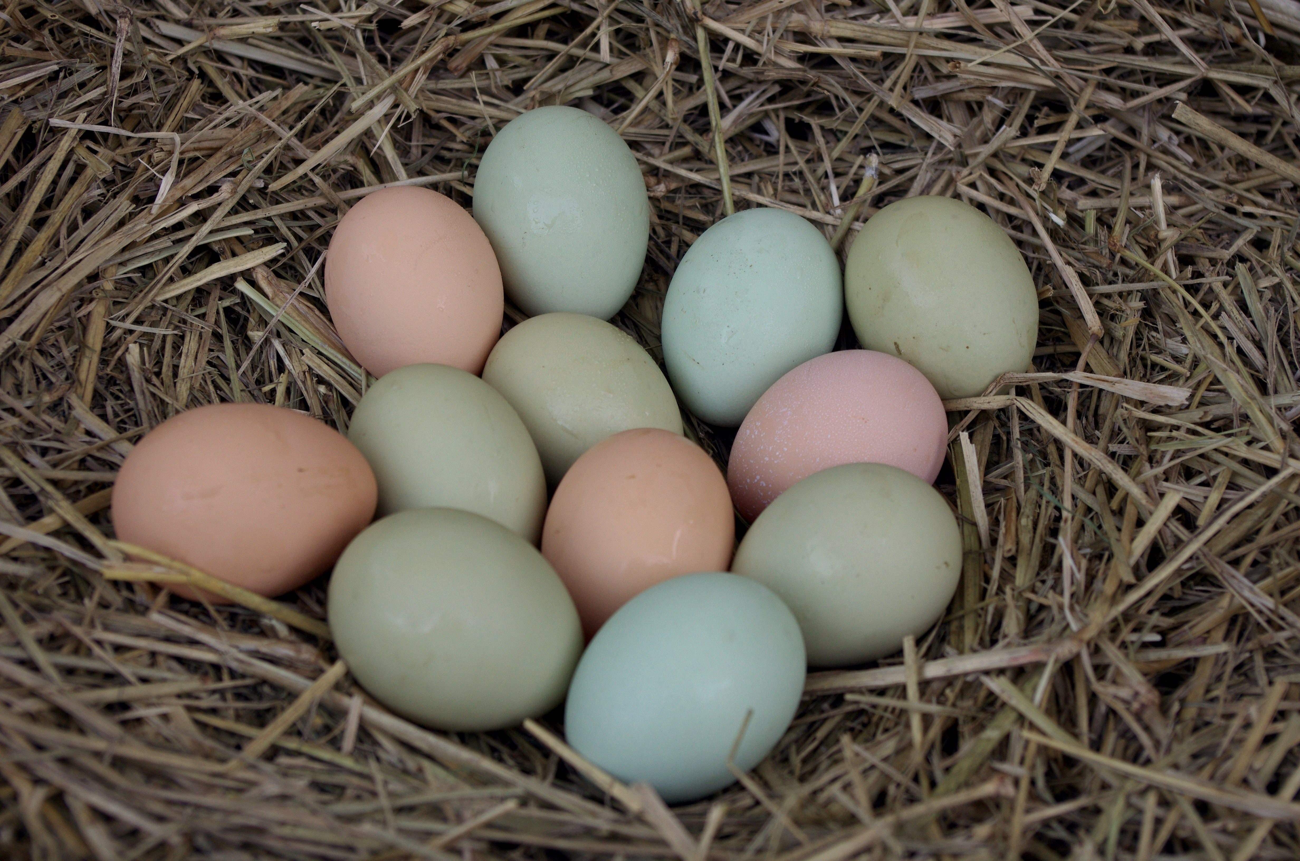 куры которые несут зеленые яйца порода фото
