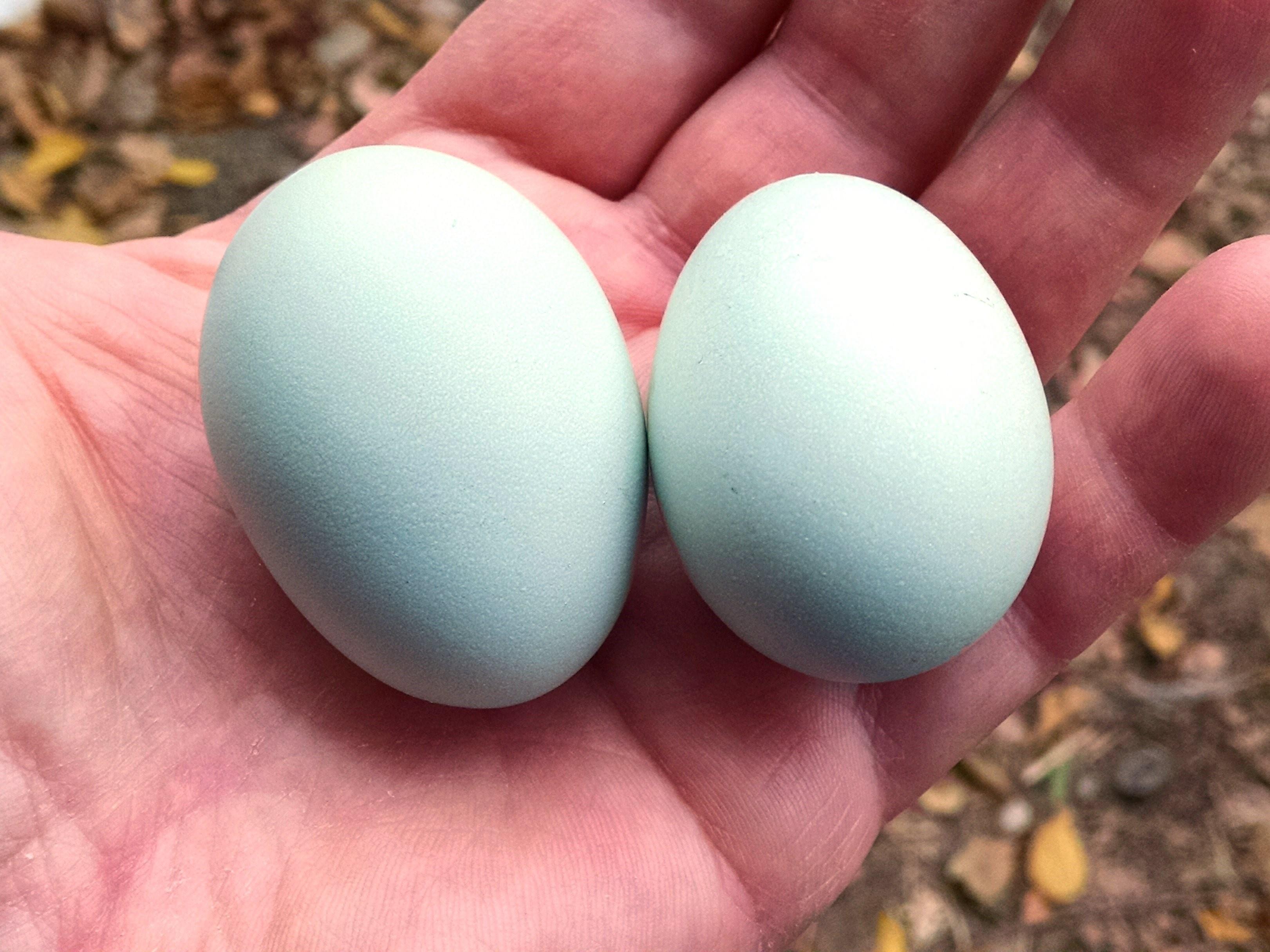 Кура несущая крупные яйца. Яйца кур Амераукана. Араукана яйца. Куры Араукана яйца. Зеленые яйца Амераукана.