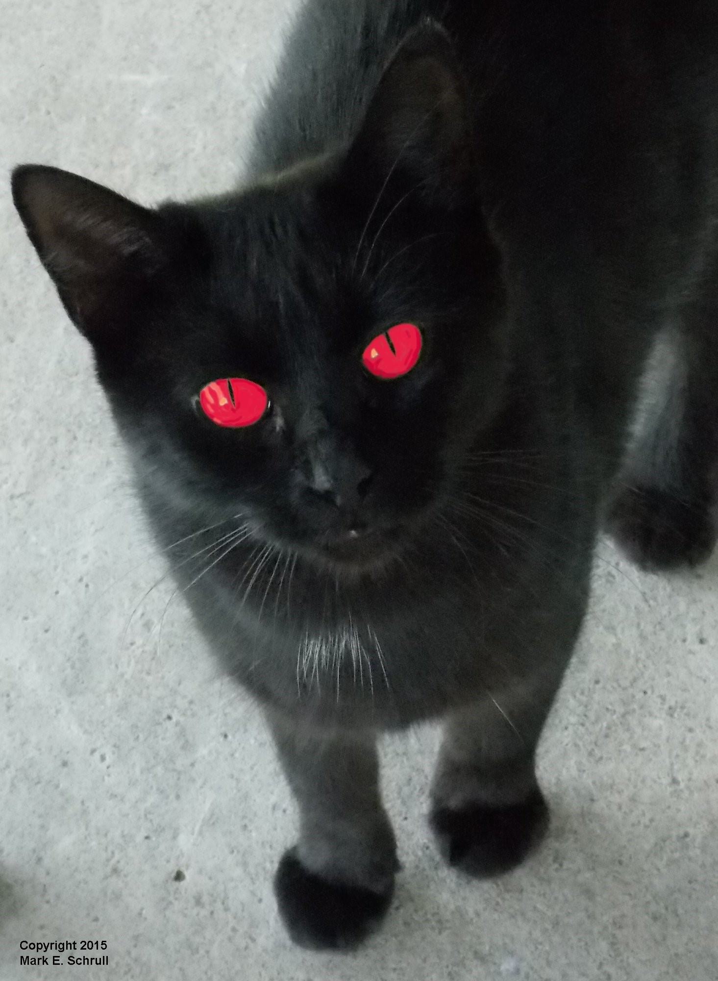 Кошка С Красными Глазами