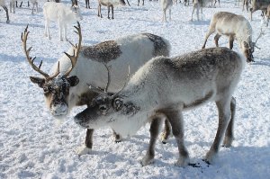 Самка Северного оленя