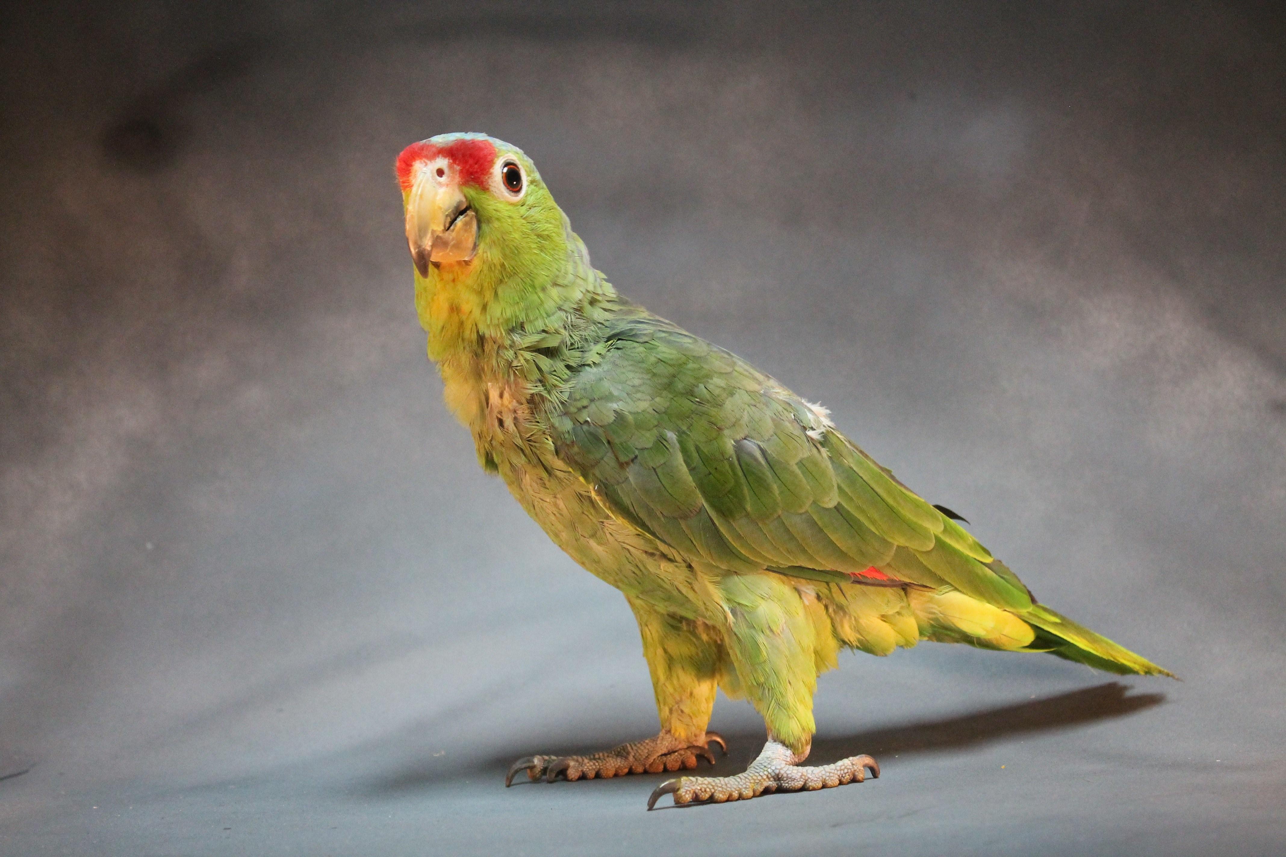 I ve parrot. Королевский Амазон попугай. Попугай какарик красный. Таитянский какарики. Попугай породы Амазон.