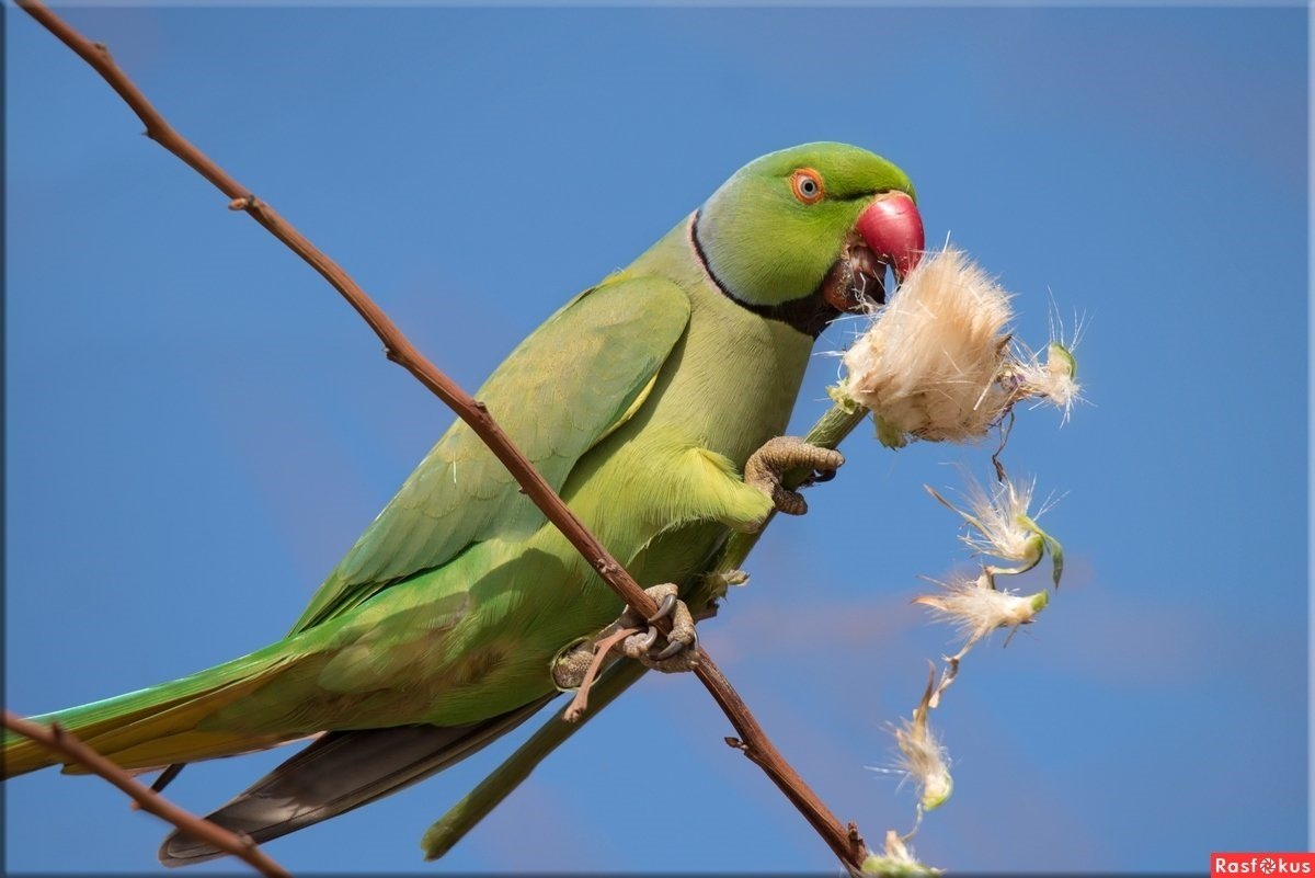 Сколько живут ожереловые. Попугай кольчатый ожереловый. Александрийский ожереловый попугай. Индийский ожереловый попугай. Ожереловый попугай зеленый.