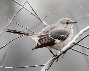 Птицы пересмешники