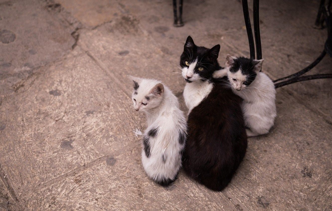 Четверо кошек. Бездомные кошки. Три котенка. 4 Кошки. Два уличных котят.