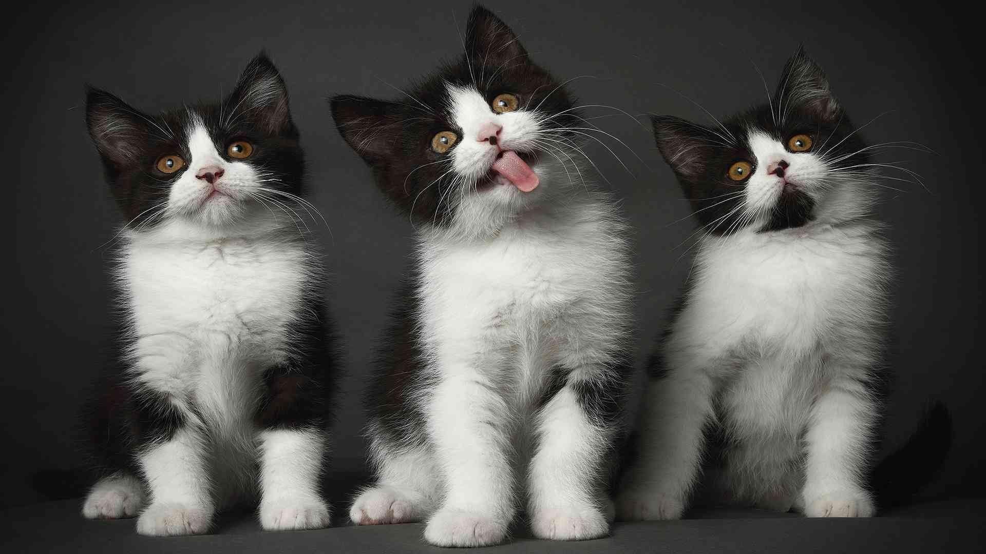 3 кота фотография