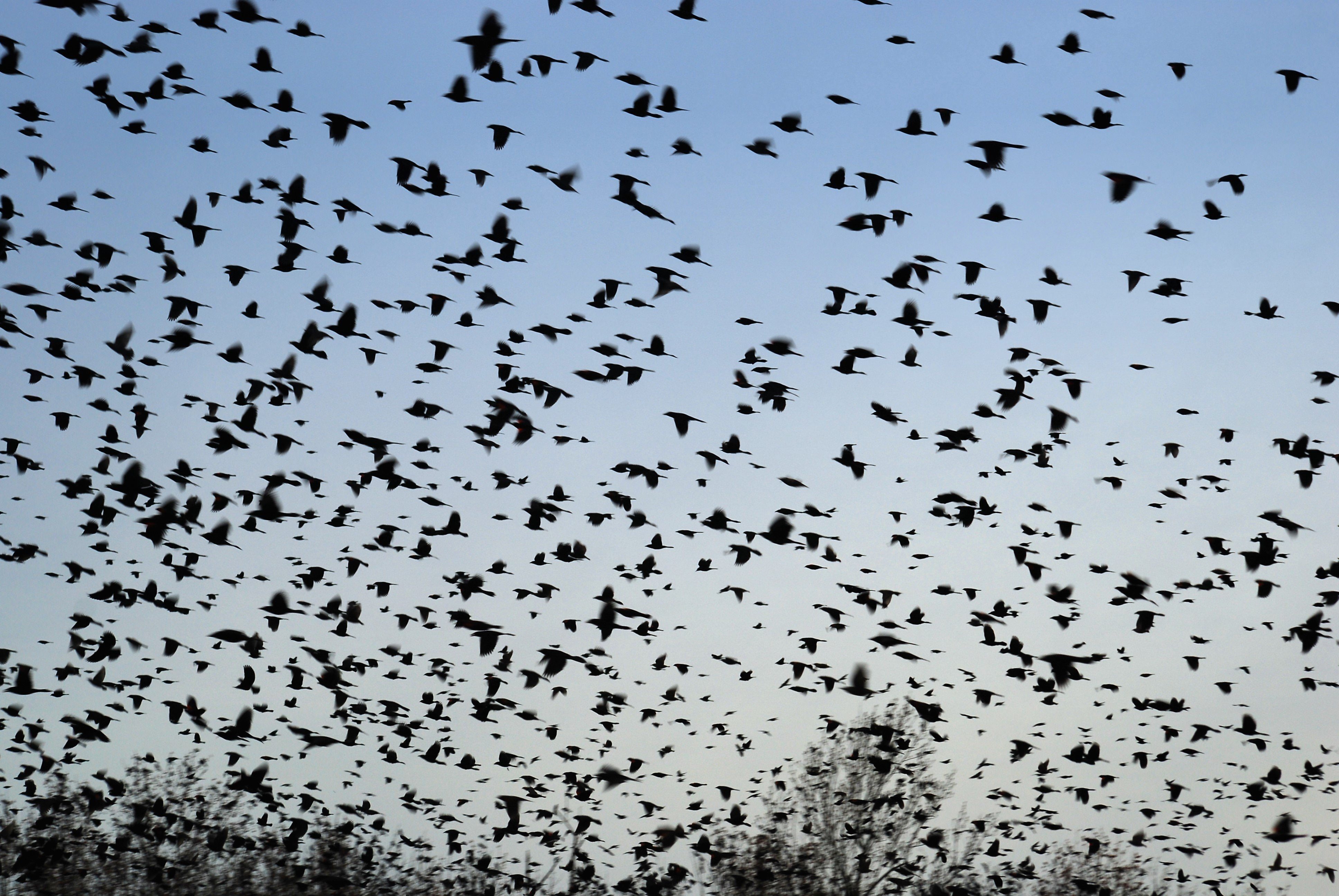 Стая ворон. Много птиц в небе. Стая ворон фото. Вороны в небе.