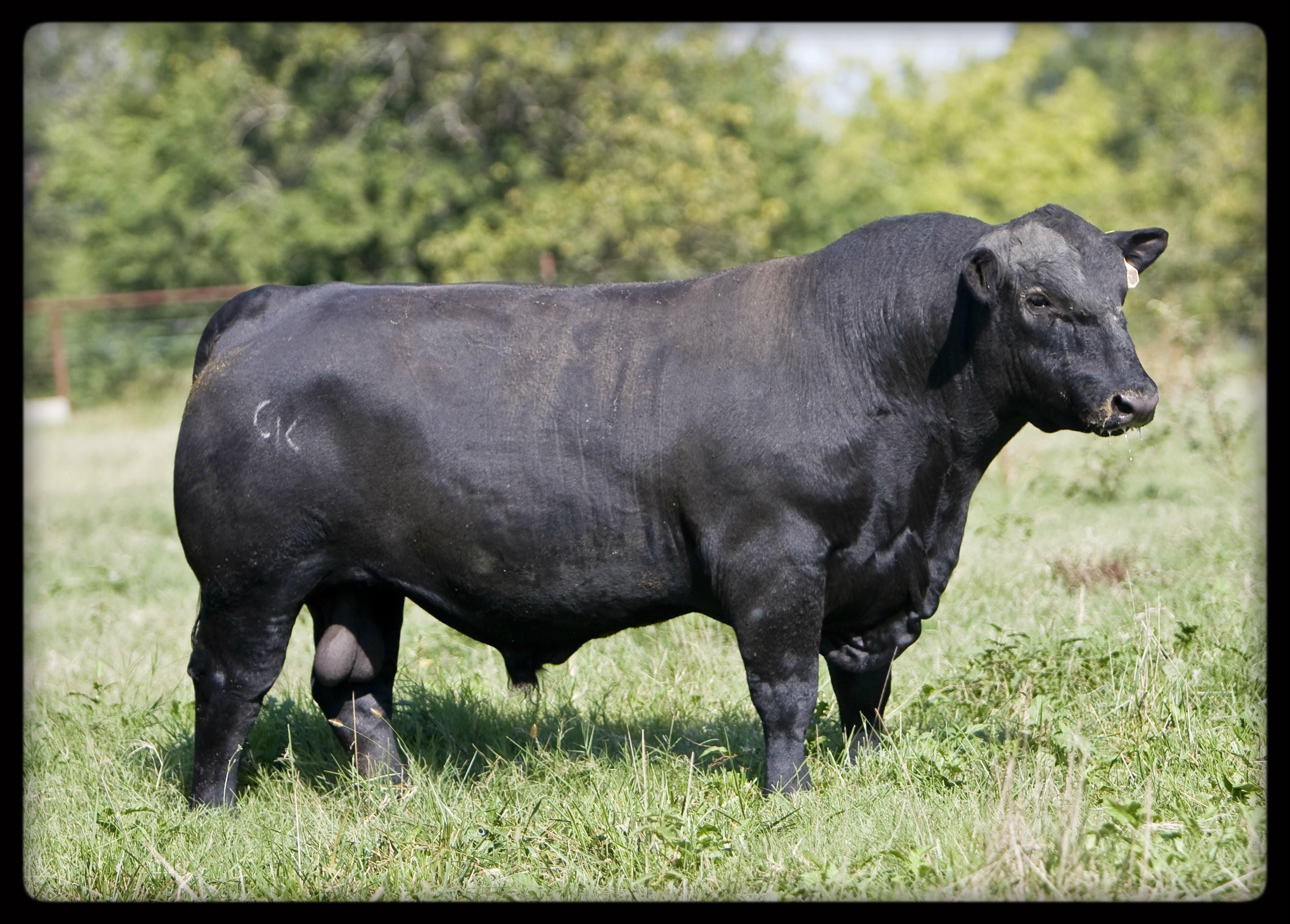 Black angus. Порода Абердин Ангус. Быки породы Абердин Ангус. Блэк Ангус порода. Ангус бычки.