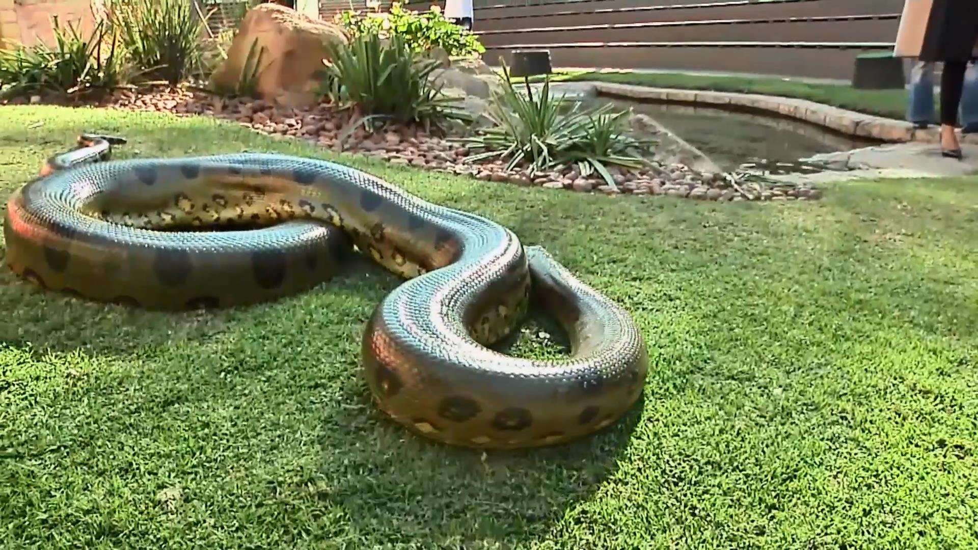 Гигантская анаконда самая большая. Анаконда змея. Гигантская Анаконда гигантская Анаконда. Зеленая Анаконда (eunectes murinus). Река Амазонка змея Анаконда.