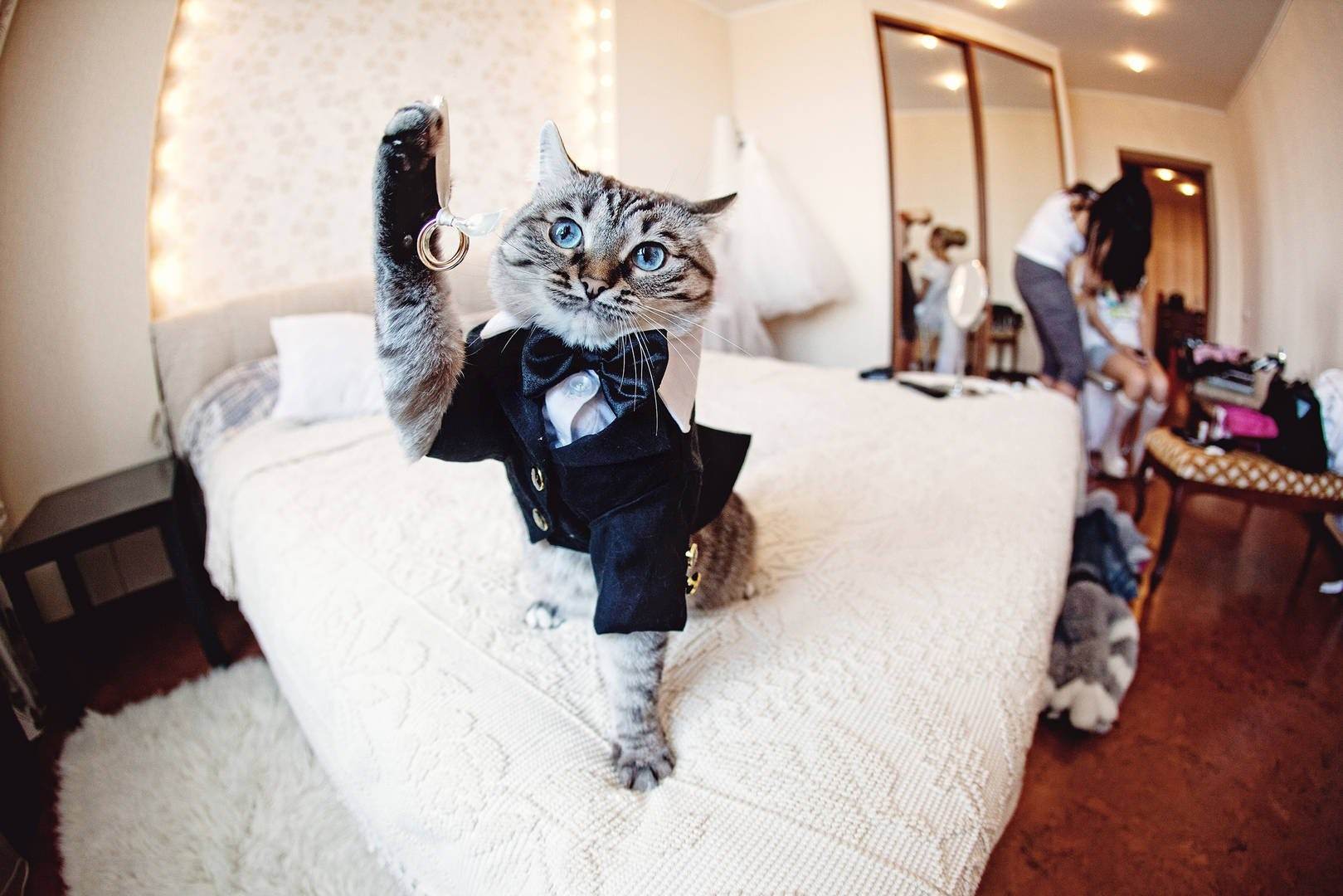 Кошки выходят замуж. Свадебные коты. Костюм кошки. Коты в свадебных нарядах. Кот жених.