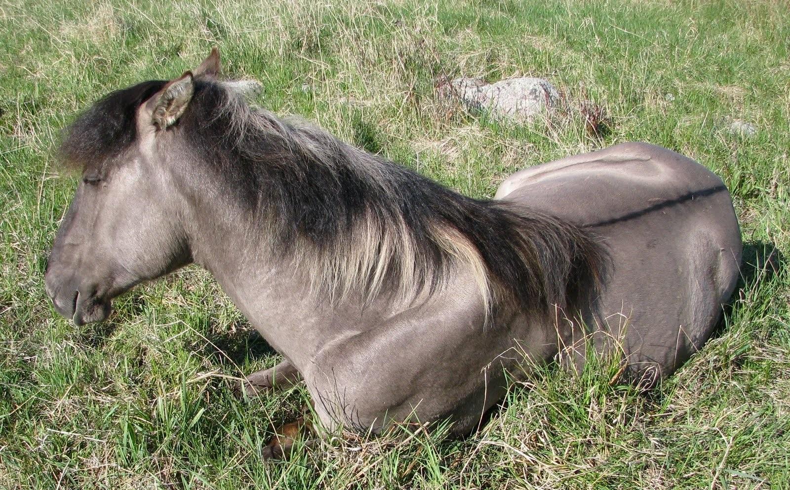 Мышастая масть лошади фото описание