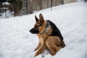 Овчарка без шеи