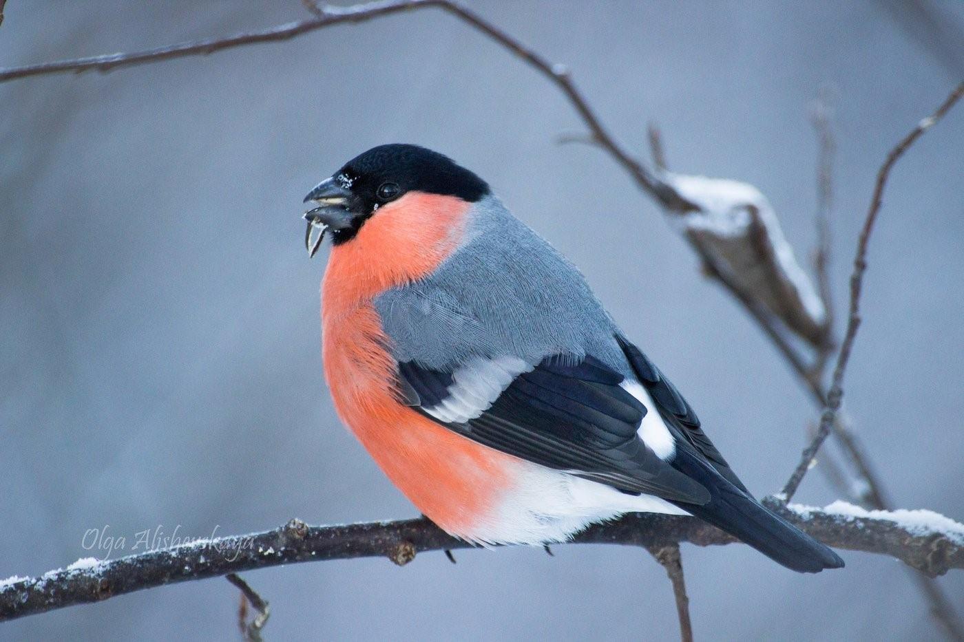Зимующие птицы вологодской области фото и названия