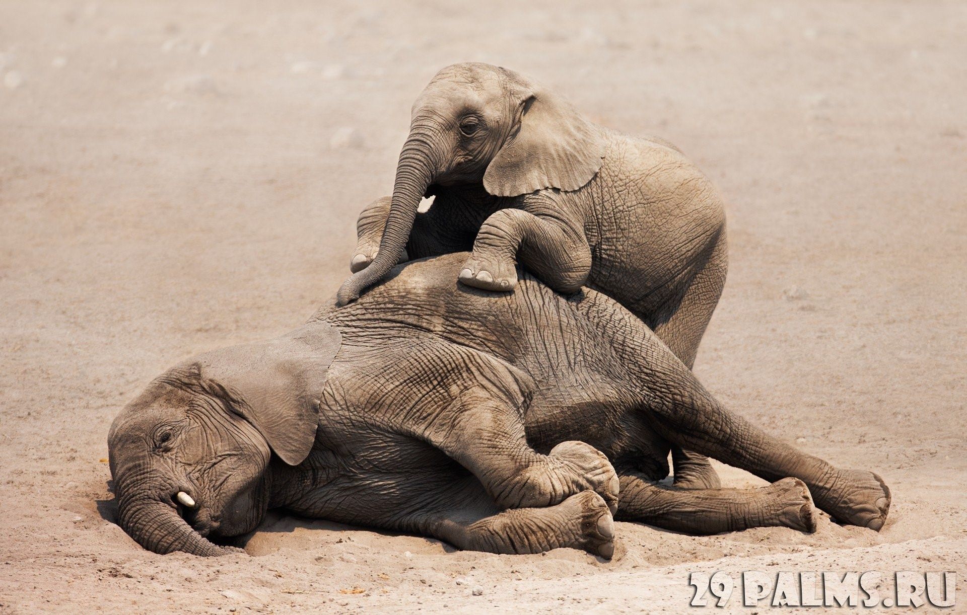 спящие слоны фото