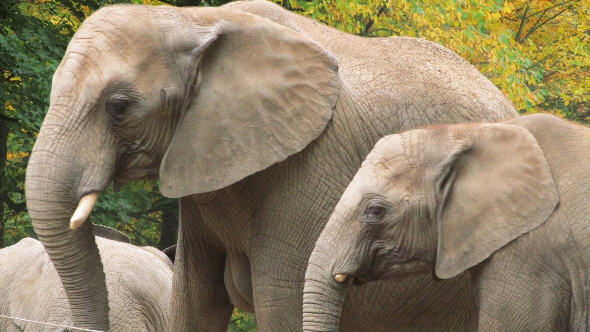 Слоник старую версию. Хоботные (млекопитающие). Слоненок. Слон в зоопарке. Индийский слон.