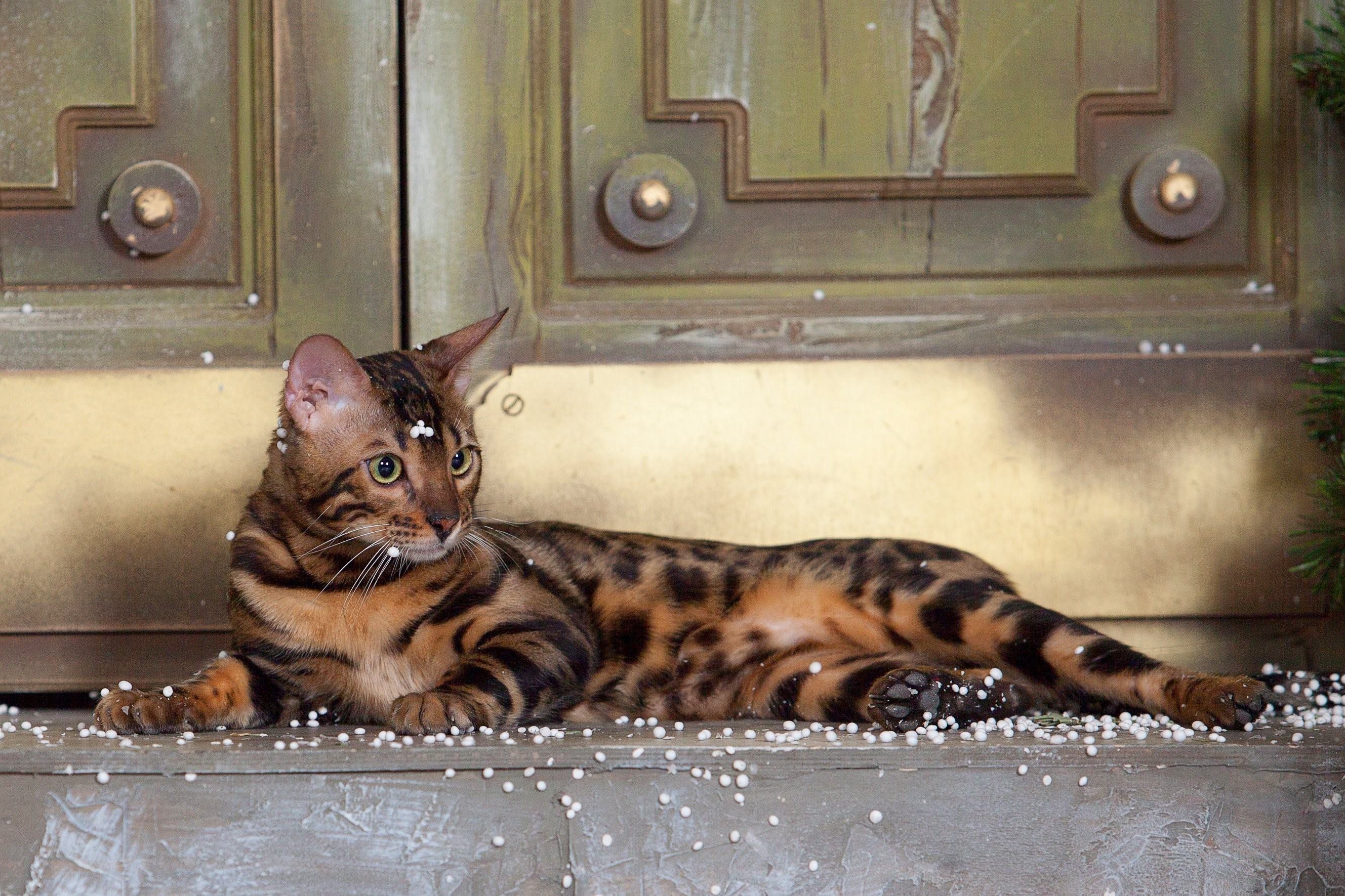 Фото бенгалов кошек
