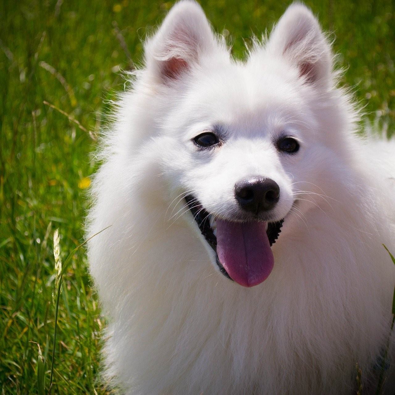 Белая собачка фото
