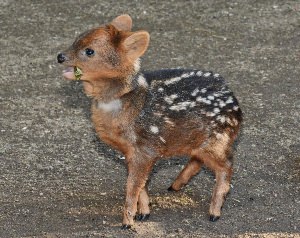 Самый маленький олень в мире