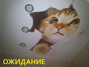 Коты и натяжные потолки