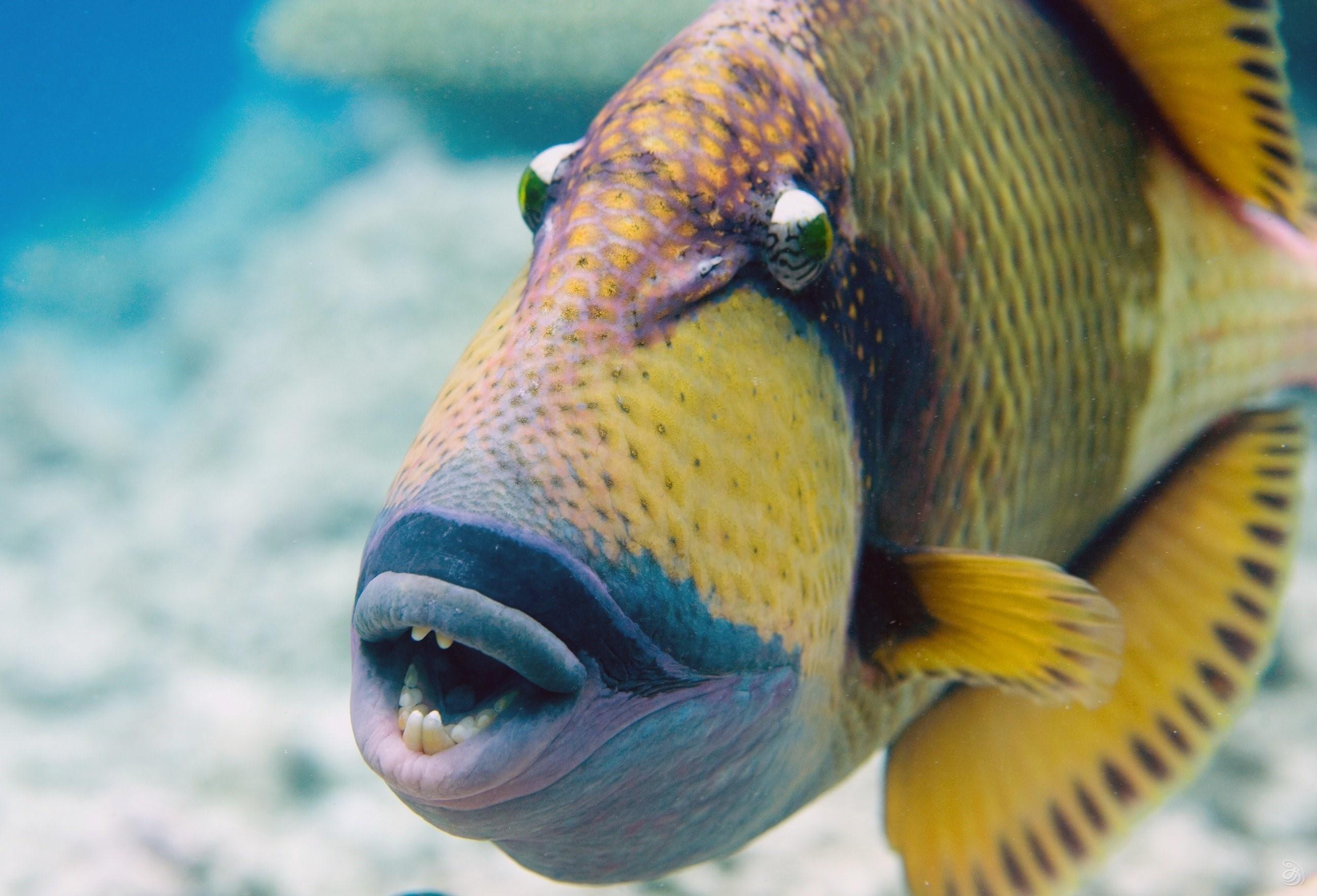 Фото рыбы с открытым ртом