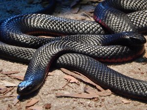 Австралийская ядовитая змея