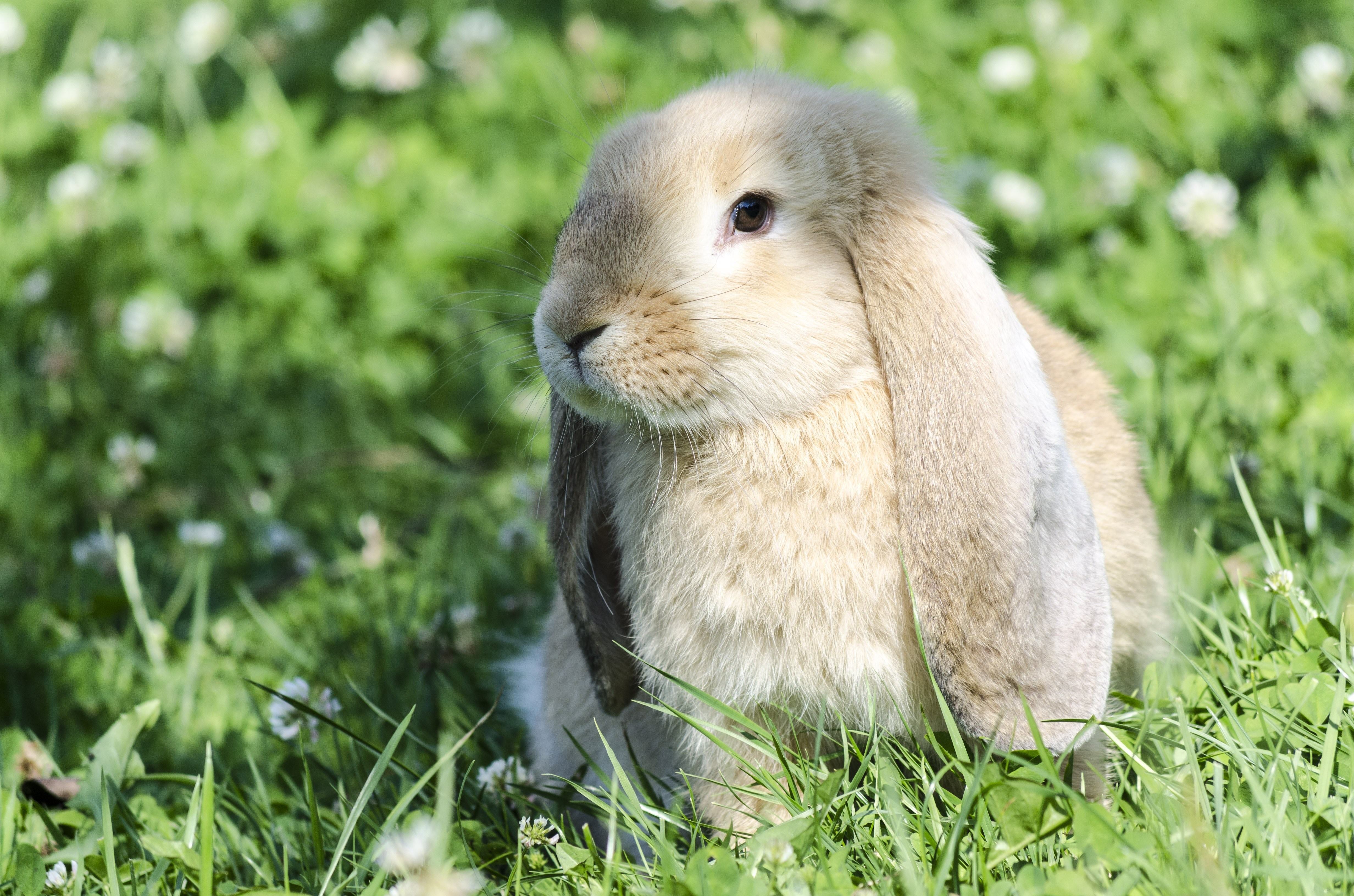 Зайчик официально. Кролики. Кролик с длинными ушами. Красивый заяц. Зеленый кролик.