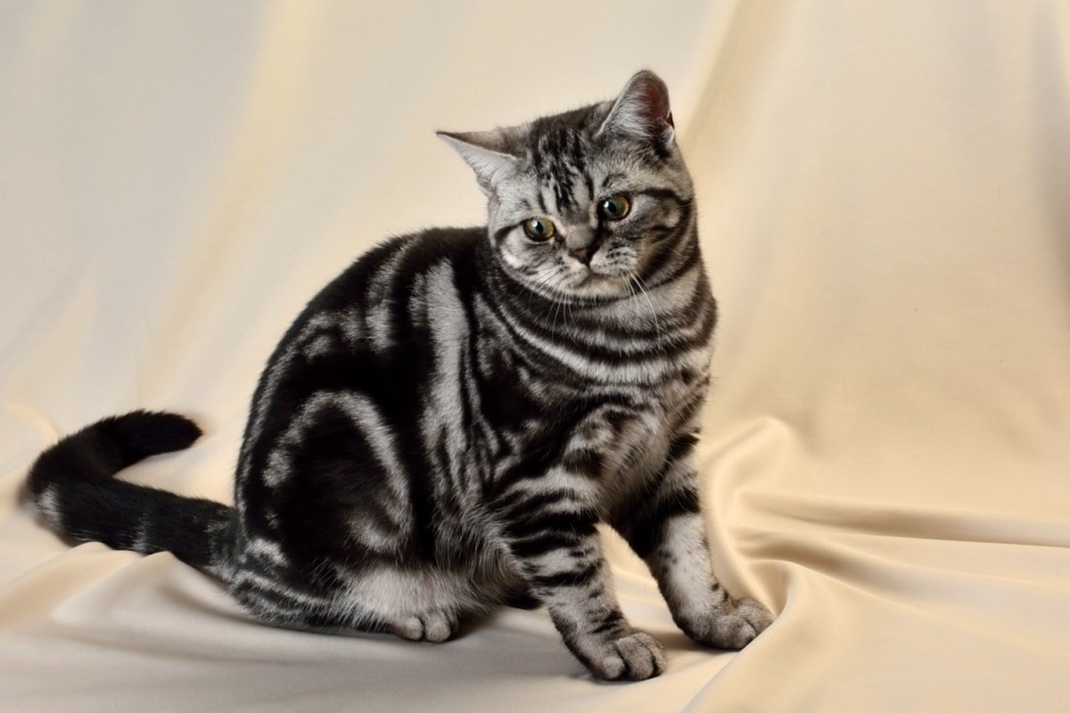 Британская кошка мраморный окрас фото