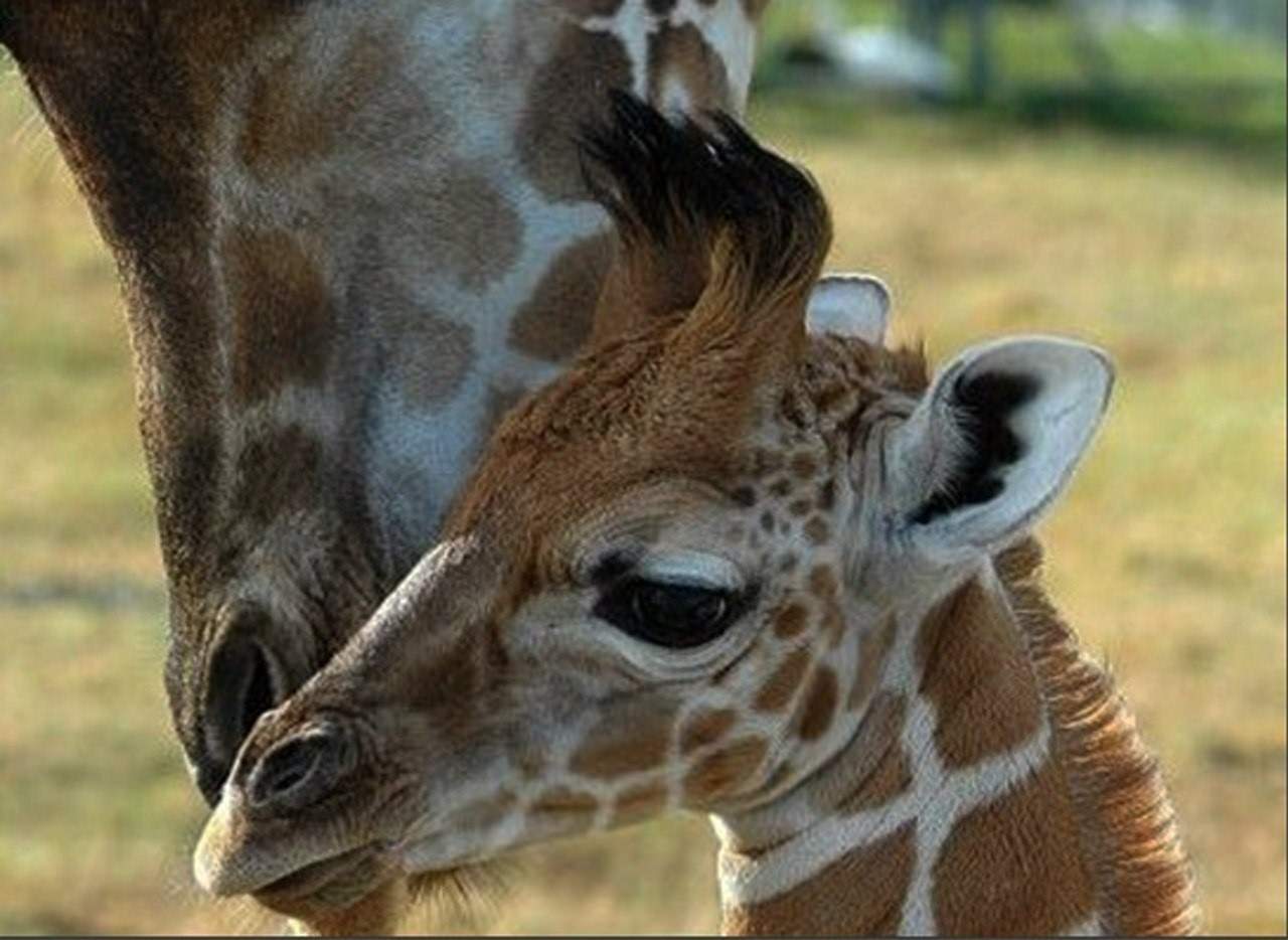 Детеныш жирафа и бегемота. Жираф с детенышем. Детеныш жирафа. Малыш Жираф. Жираф с детенышем фото.