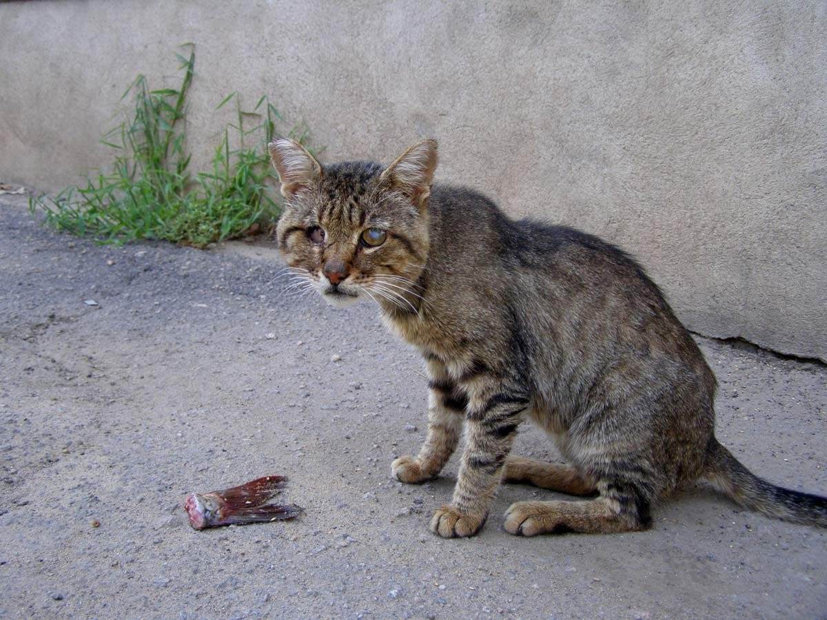 Кошка беспородная голодная. Бедная кошка. Бездомные кошки. Уличные коты. Бедный котик.