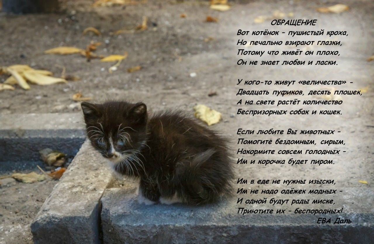 Стих бомжа. Несчастный котенок. Стих про бездомного котенка. Брошенный котенок. Стихи про бездомных кошек.