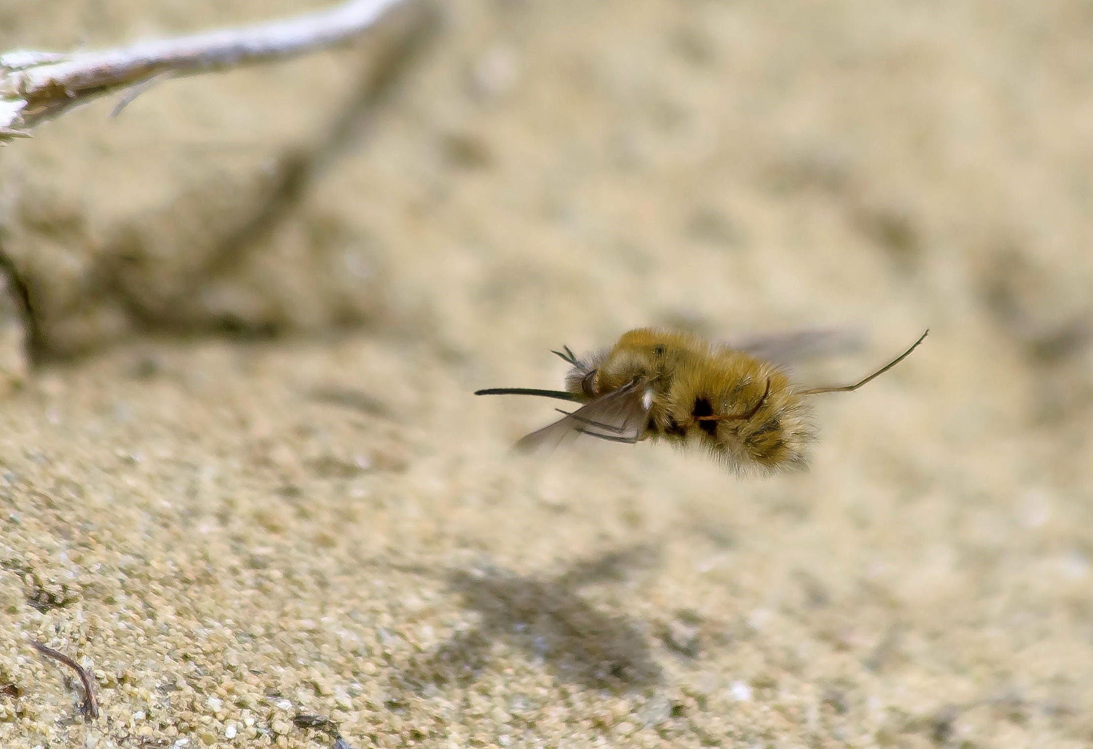 Земляная муха. Песчаная Муха монпиерра. Муха жужжало. Песчаная пчела.