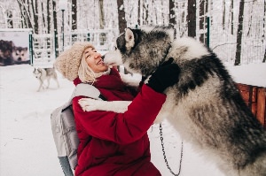 Хаски парк сокольники