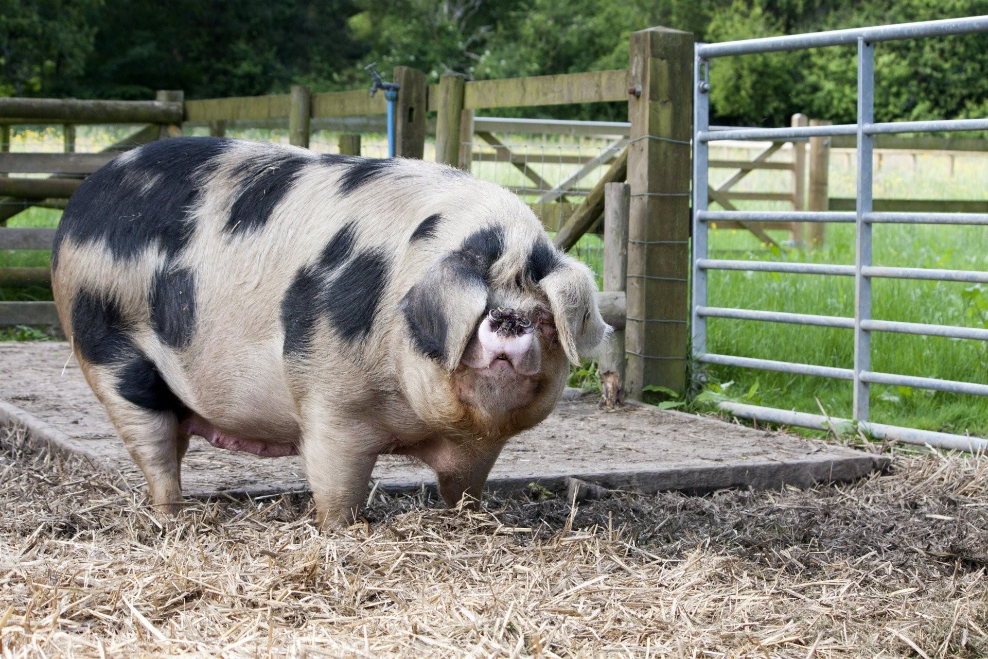 Фотография жирной свиньи