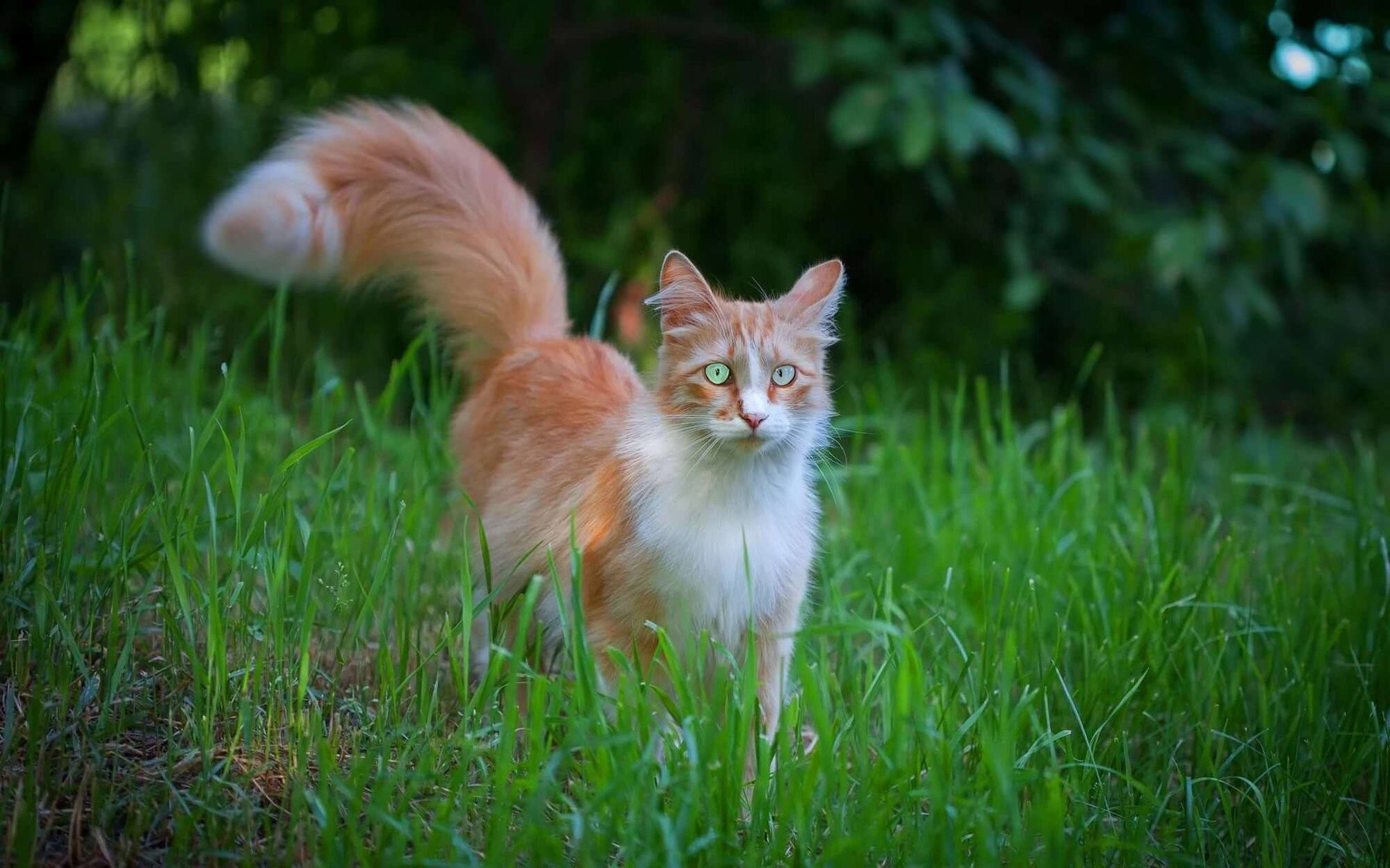 Фото рыже белого кота