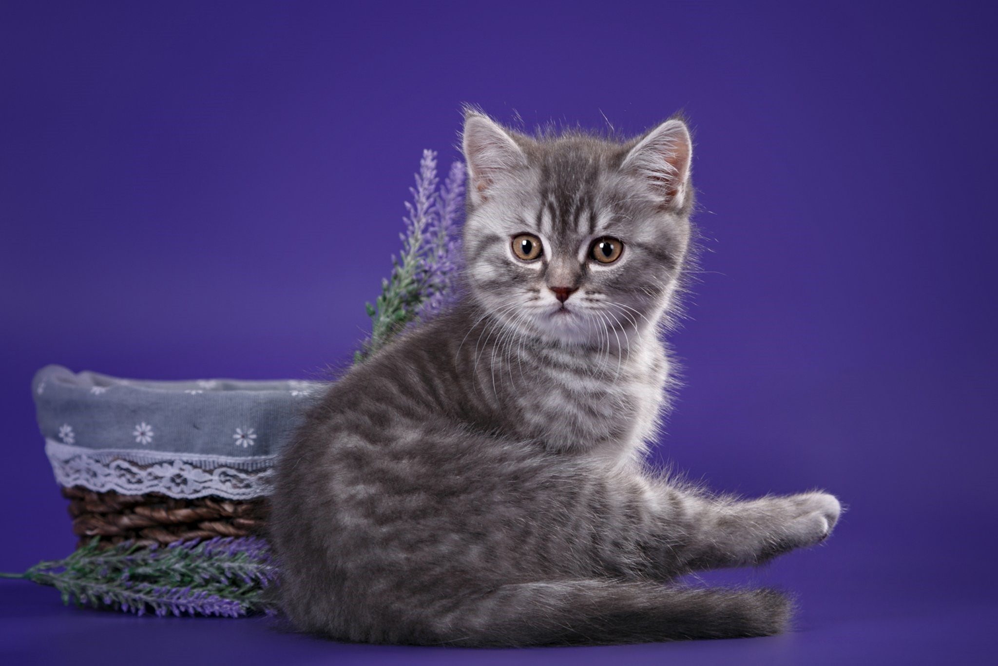 Кошка шотландская скоттиш страйт прямоухая кошка фото