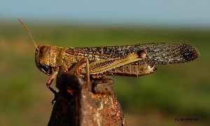 Гигантский кузнечик