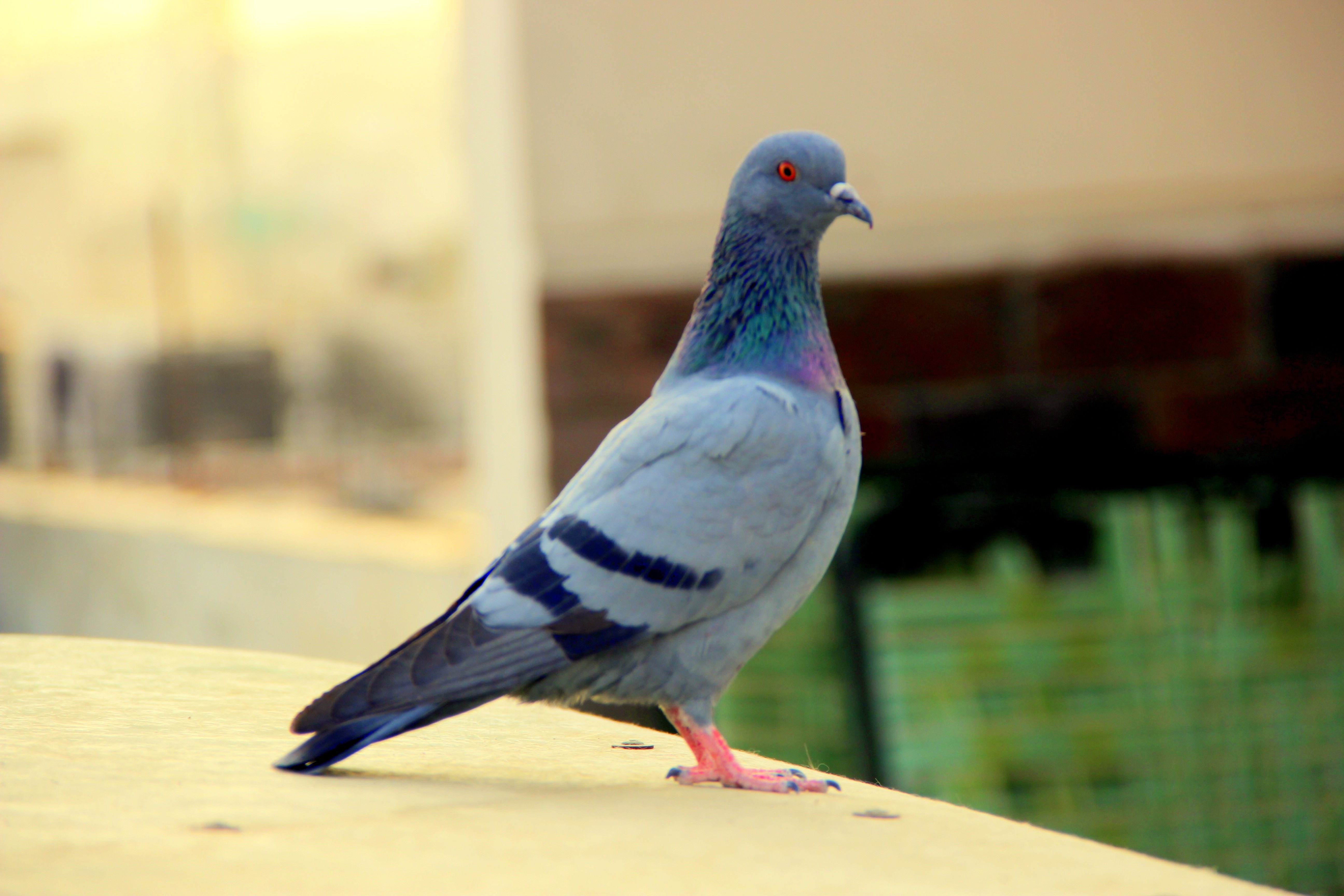 Голубь фото птицы для детей
