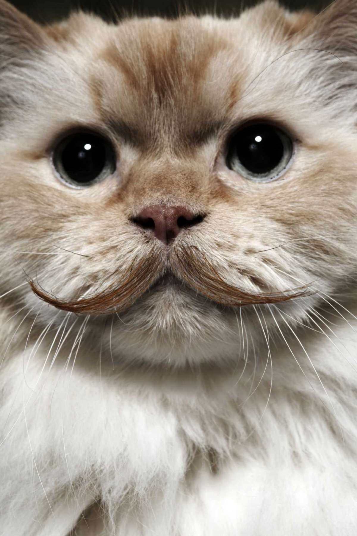 Кошка с усами фото