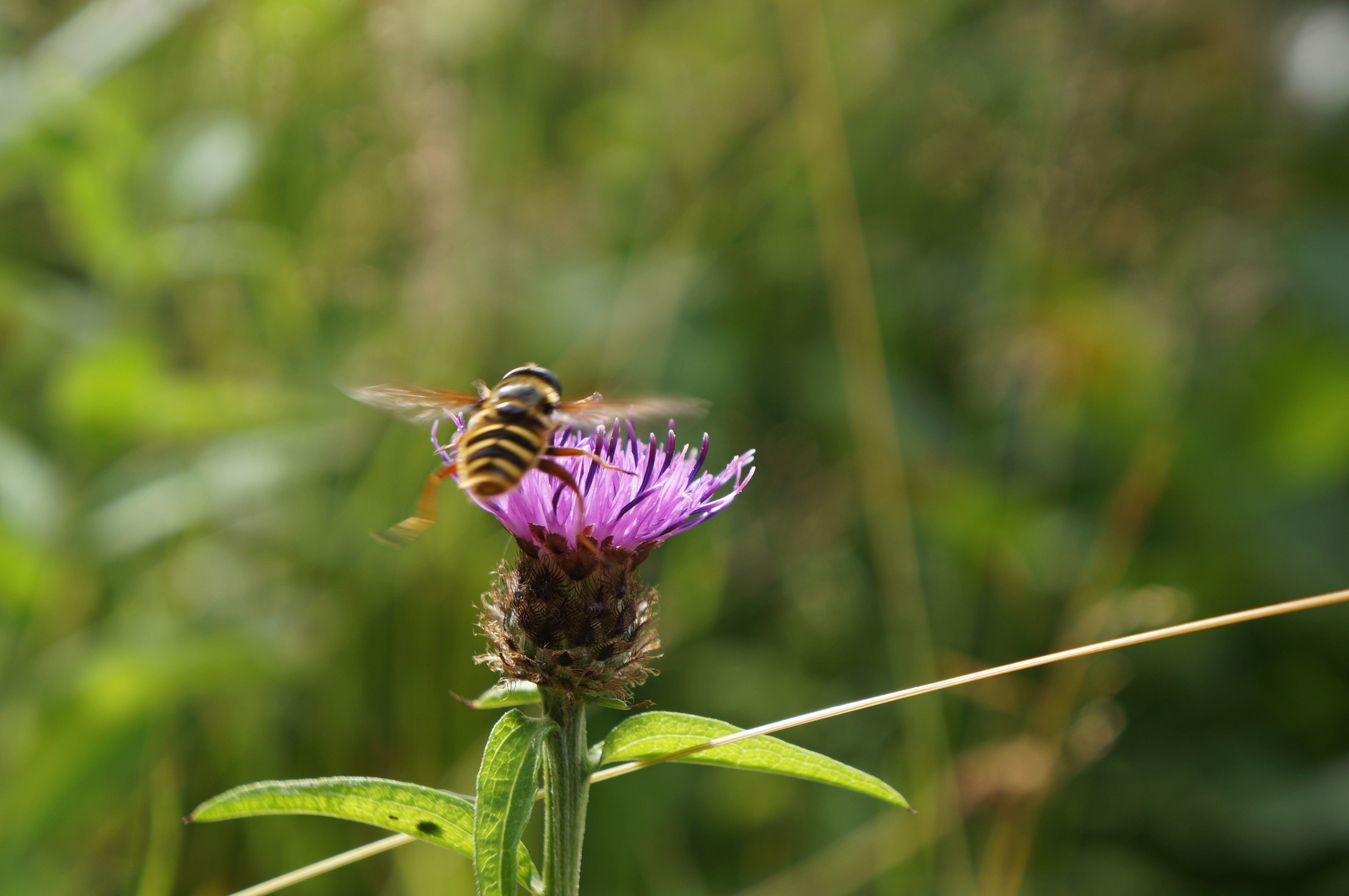 Сорняки насекомое. Опыление пчелами луговых растений. Природа растения и насекомые. Пчелы на лугу. Насекомые в траве.