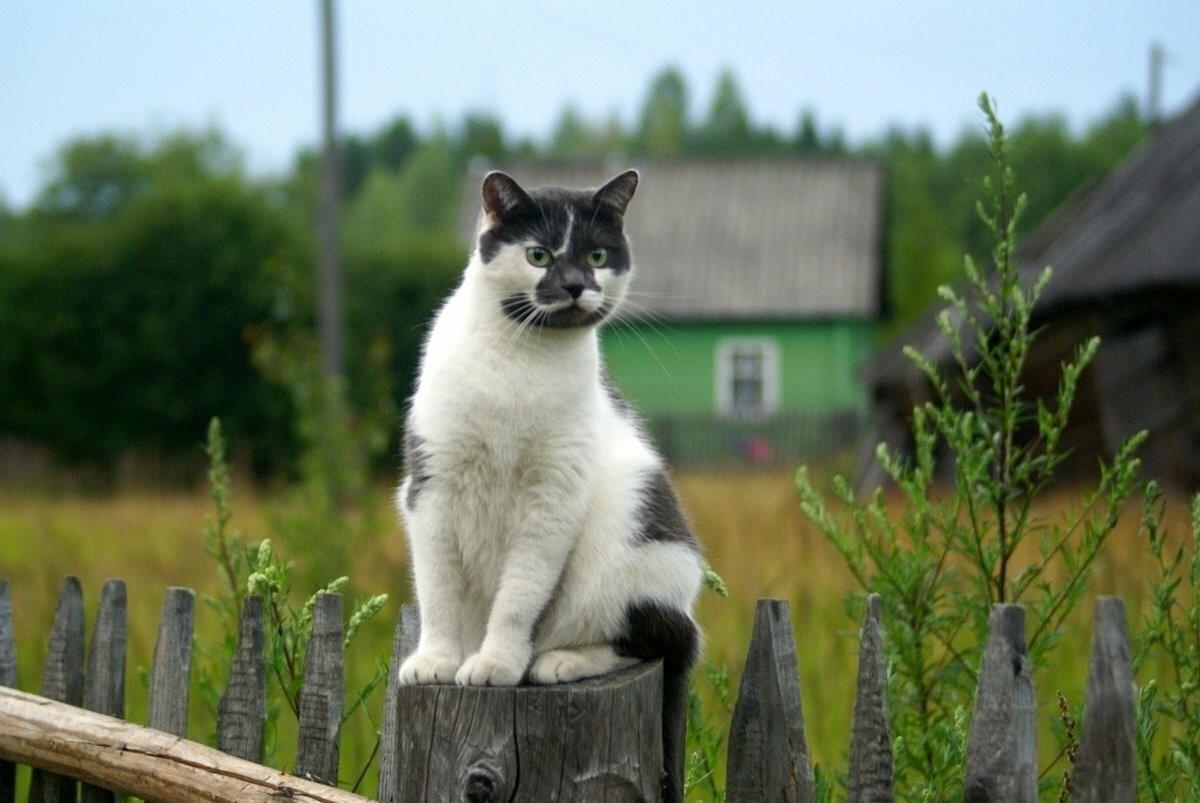 Котик в деревне фото