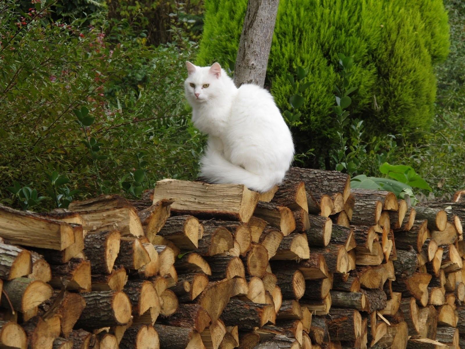 Фото кошки в деревне