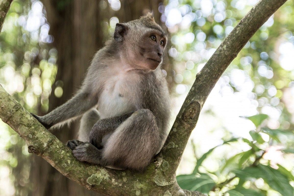 Приматы шимпанзе. Ассамская макака. Обезьяны в Африке. Обезьяна на дереве. Африканские макаки.
